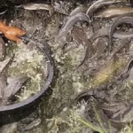 Jenis Sayuran untuk Pakan Lele yang Mengandung Banyak Nutrisi