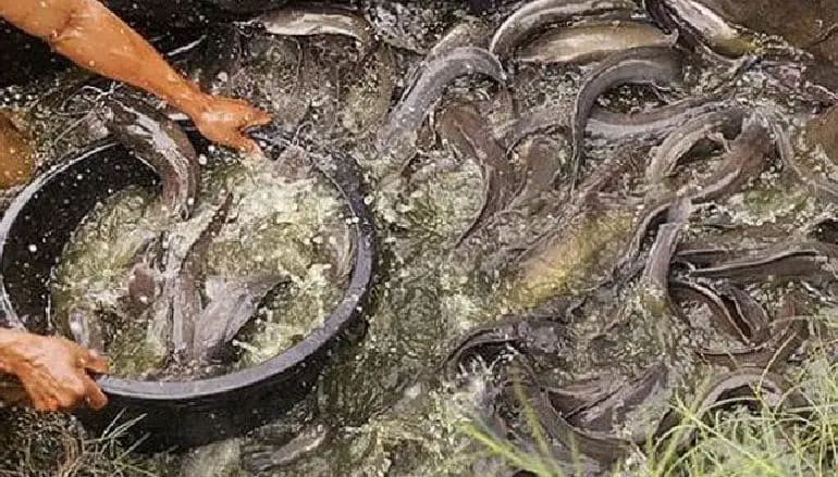 Jenis Sayuran untuk Pakan Lele yang Mengandung Banyak Nutrisi