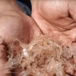 Jenis Udang Air Tawar Yang Cocok Untuk Budidaya