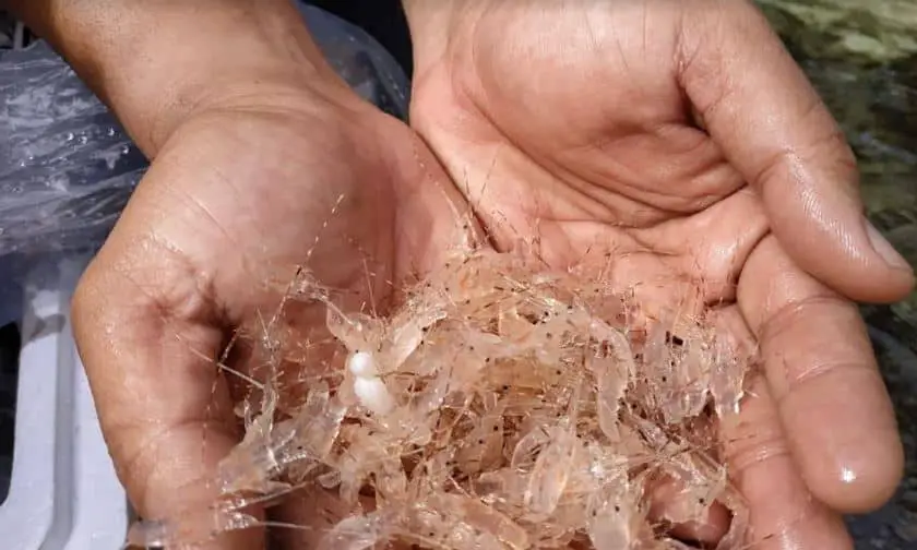Jenis Udang Air Tawar Yang Cocok Untuk Budidaya