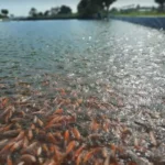 Jenis dan Manfaat Pakan Organik Ikan Nila