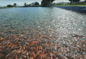 Jenis dan Manfaat Pakan Organik Ikan Nila