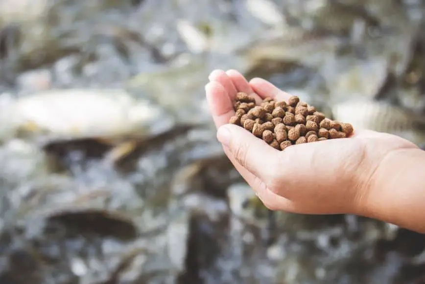 Kandungan Nutrisi Pakan Ikan Lele Untuk Memenuhi Kebutuhan Pertumbuhan Lele
