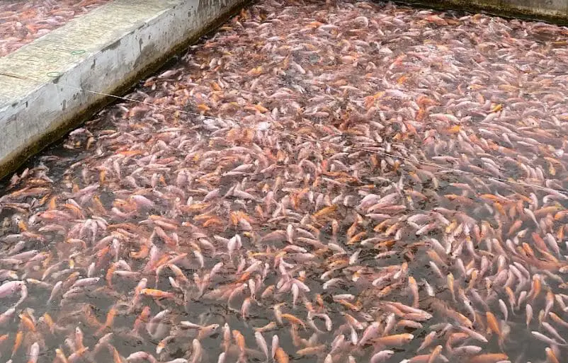 Keunggulan Budidaya Ikan Nila Bangkok
