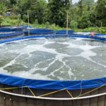 Budidaya Ikan di Kolam Bioflok Nila