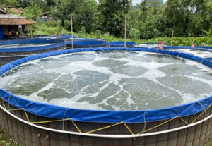 Budidaya Ikan di Kolam Bioflok Nila