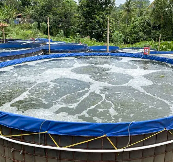 Budidaya Ikan di Kolam Bioflok Nila