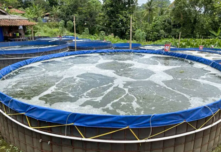 Budidaya Ikan di Kolam Bioflok Nila