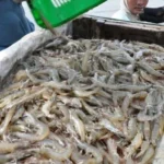 Komposisi Pakan Udang Vaname