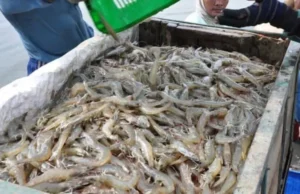 Komposisi Pakan Udang Vaname