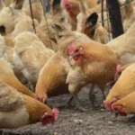 Komposisi Takaran Pakan Ayam Petelur