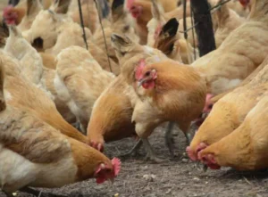 Komposisi Takaran Pakan Ayam Petelur