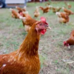 Maggot Untuk Pakan Ayam Broiler