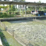 Makanan Alami Ikan Patin
