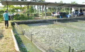 Makanan Alami Ikan Patin