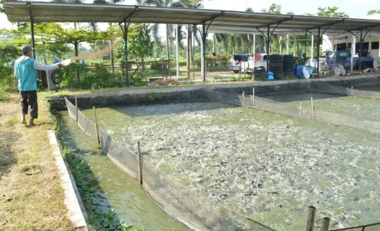 Makanan Alami Ikan Patin