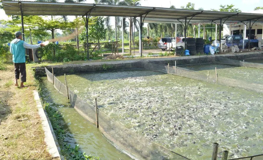Makanan Alami Ikan Patin