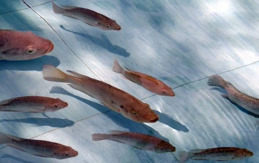 Makanan Ikan Nila Alami Yang Bagus