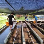 Makanan Ikan Patin Alami