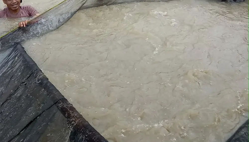 Makanan Ikan Patin Alami Sebagai Pakan Tambahan