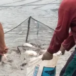 Makanan Ikan Patin Aquarium