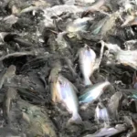 Makanan Ikan Patin Dewasa Terbaik