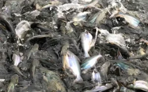Makanan Ikan Patin Dewasa Terbaik