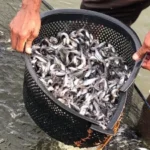 Makanan Ikan Patin Kecil Terbaik