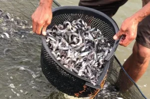 Makanan Ikan Patin Kecil Terbaik