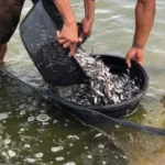 Makanan Ikan Patin Selain Pelet