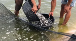 Makanan Ikan Patin Selain Pelet