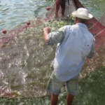 Makanan Ikan Patin agar Cepat Besar