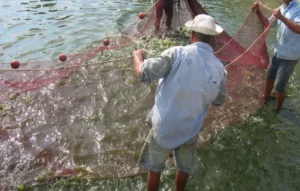 Makanan Ikan Patin agar Cepat Besar
