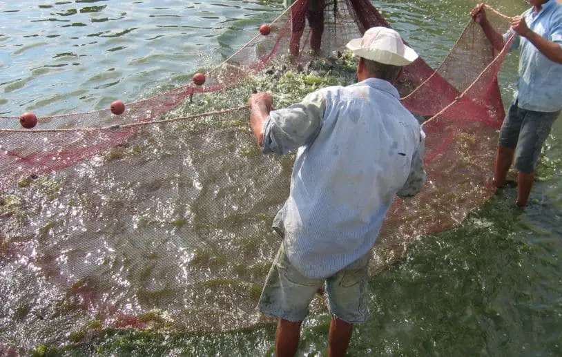Makanan Ikan Patin agar Cepat Besar