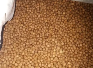 Makanan Ikan Patin di Kolam