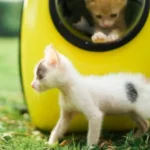 Makanan Kucing 1 Bulan