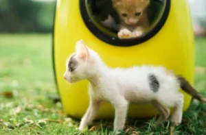 Makanan Kucing 1 Bulan