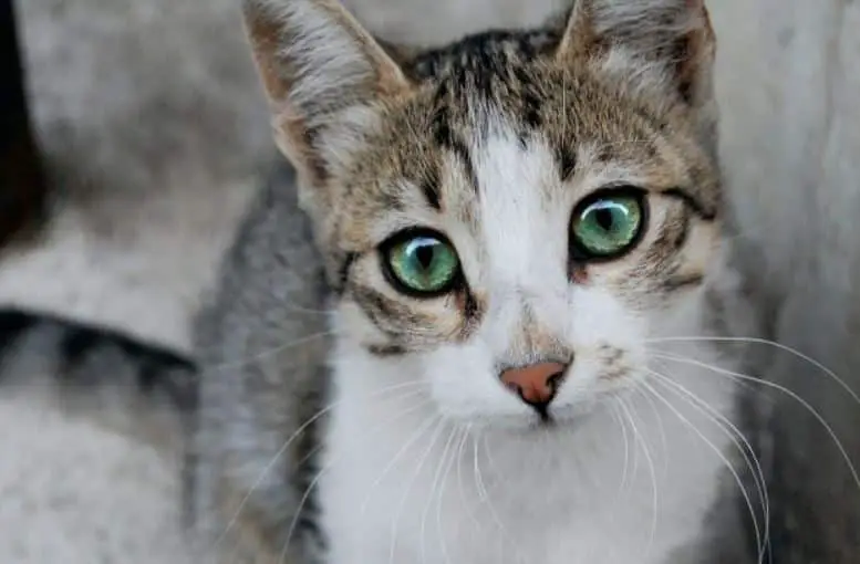 Makanan Kucing Agar Pup Tidak Bau