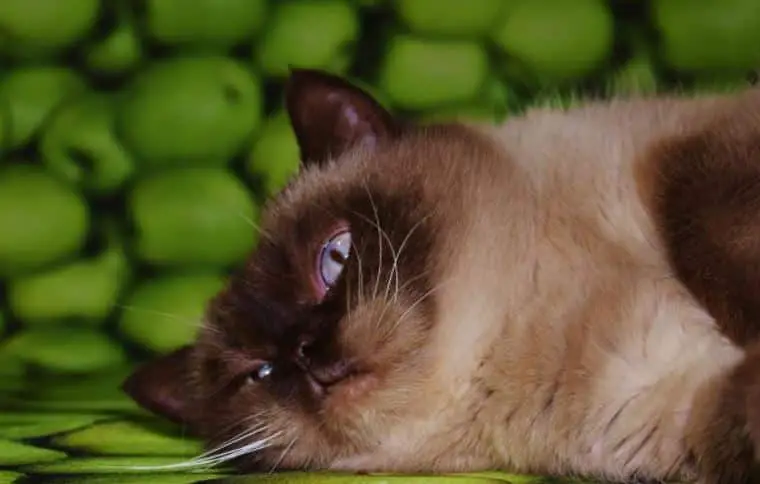 Makanan Kucing Setelah Melahirkan