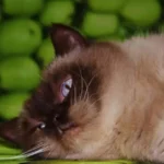 Makanan Kucing Setelah Melahirkan