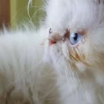Makanan Kucing Yang Bagus Untuk Bulu