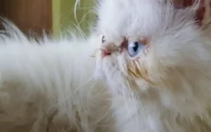 Makanan Kucing Yang Bagus Untuk Bulu