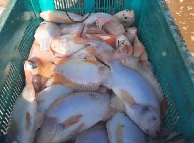 Manfaat Fermentasi Kotoran Kambing Sebagai Pakan Ikan Nila