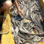 Manfaat Menggunakan Probiotik Lele Dalam Ternak Ikan Lele