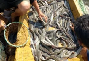 Manfaat Menggunakan Probiotik Lele Dalam Ternak Ikan Lele