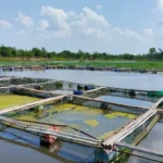 Membangun Konstruksi Tambak Udang