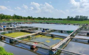 Membangun Konstruksi Tambak Udang
