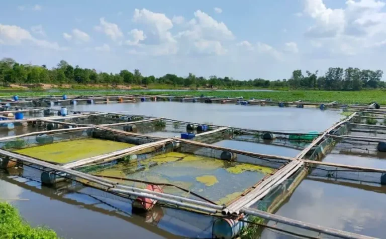 Membangun Konstruksi Tambak Udang