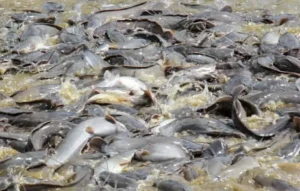 Meningkatkan Daya Tetas Telur Ikan Lele Menggunakan Kaolin