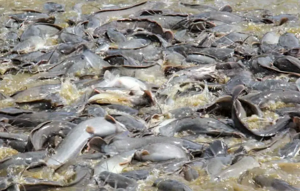Meningkatkan Daya Tetas Telur Ikan Lele Menggunakan Kaolin